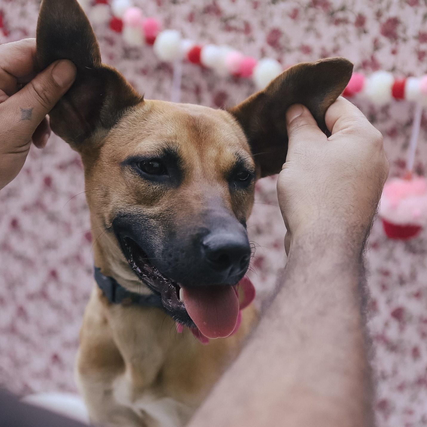 Enlarge Darla, a Adoptable mixed breed in San Juan, PR image 3/6