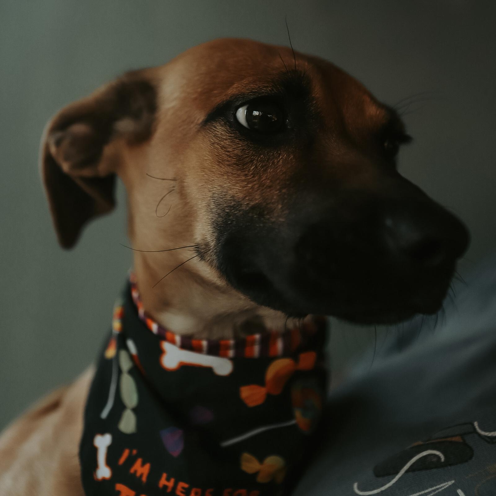 Enlarge Darla, a Adoptable mixed breed in San Juan, PR image 2/5