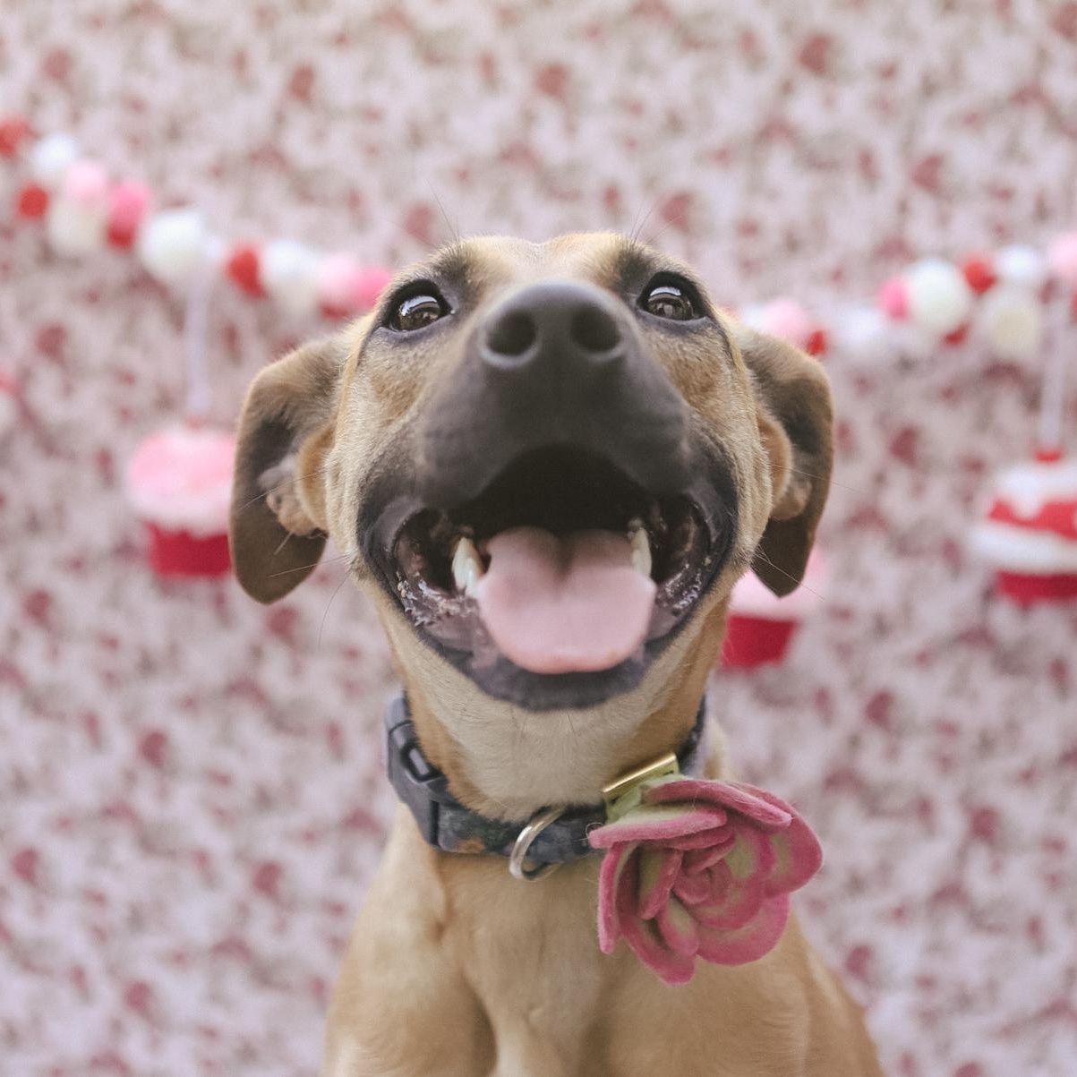 Enlarge Darla, a Adoptable mixed breed in San Juan, PR image 2/6