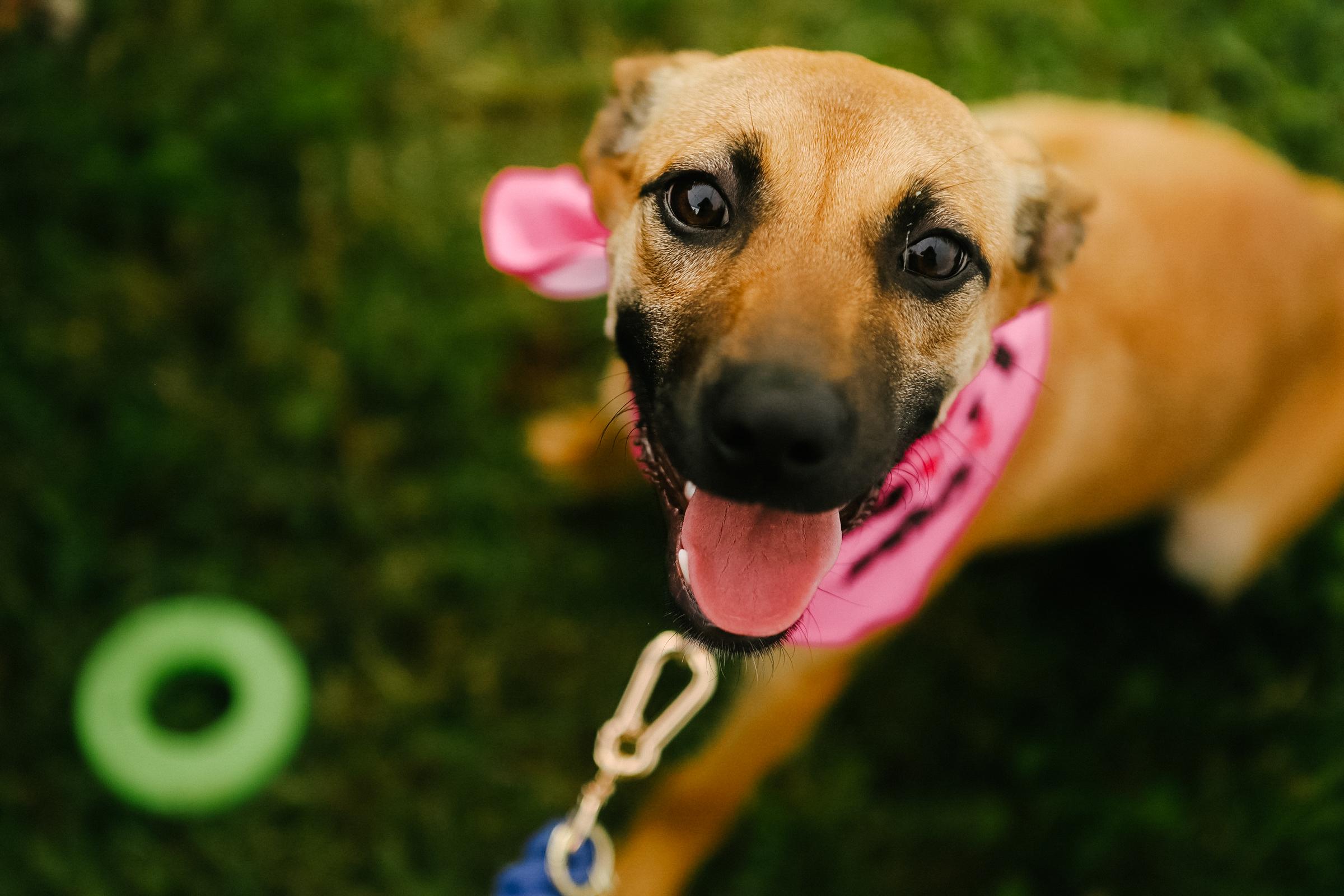 Enlarge Darla, a Adoptable mixed breed in San Juan, PR image 1/4