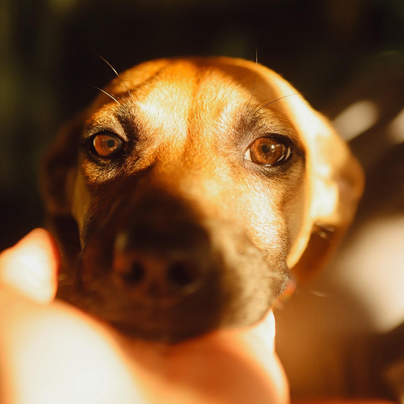 Enlarge Darla, a Adoptable mixed breed in San Juan, PR image 5/5