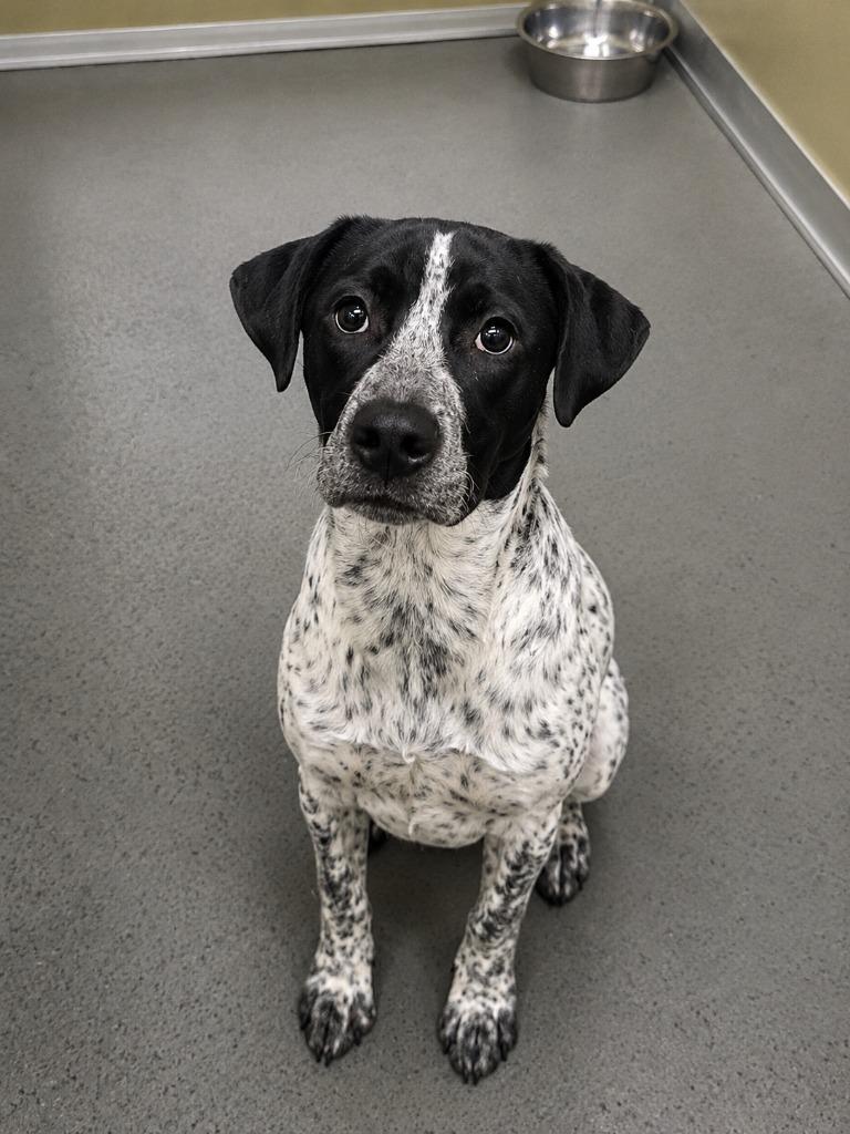 Archer, Adoptable, Puppy Male Pointer & Pit Bull Terrier.