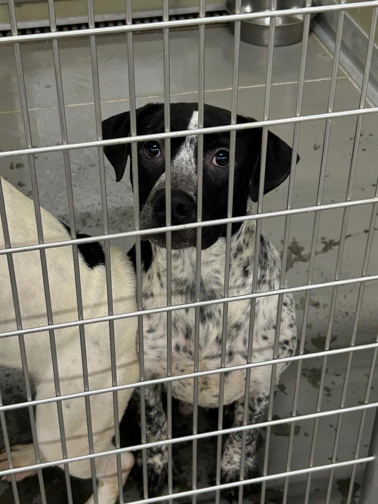 Archer, a Adoptable mixed breed in Gautier, MS image 2/3