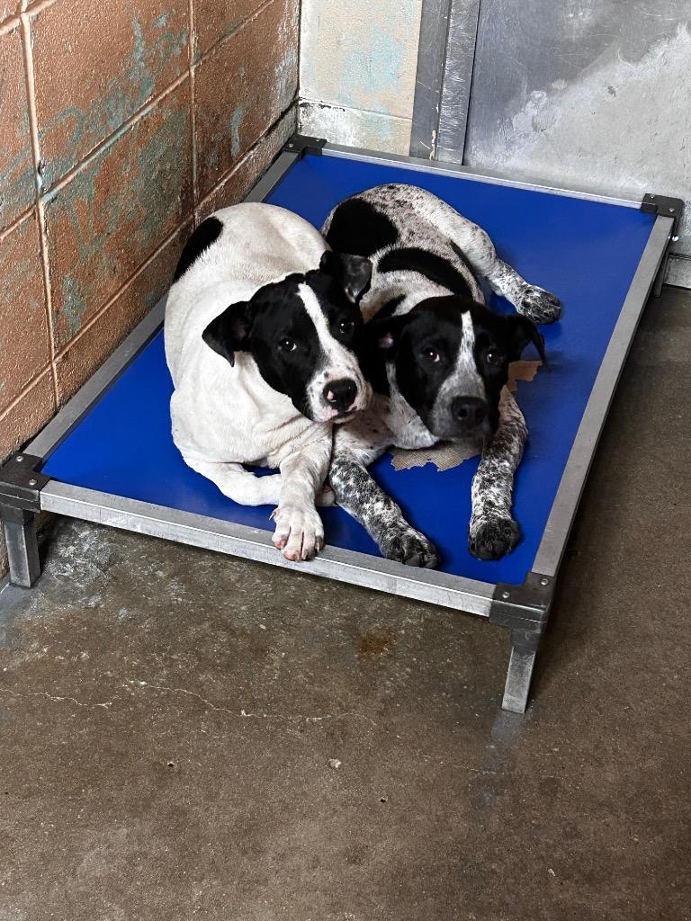 Archer, a Adoptable mixed breed in Gautier, MS image 3/3