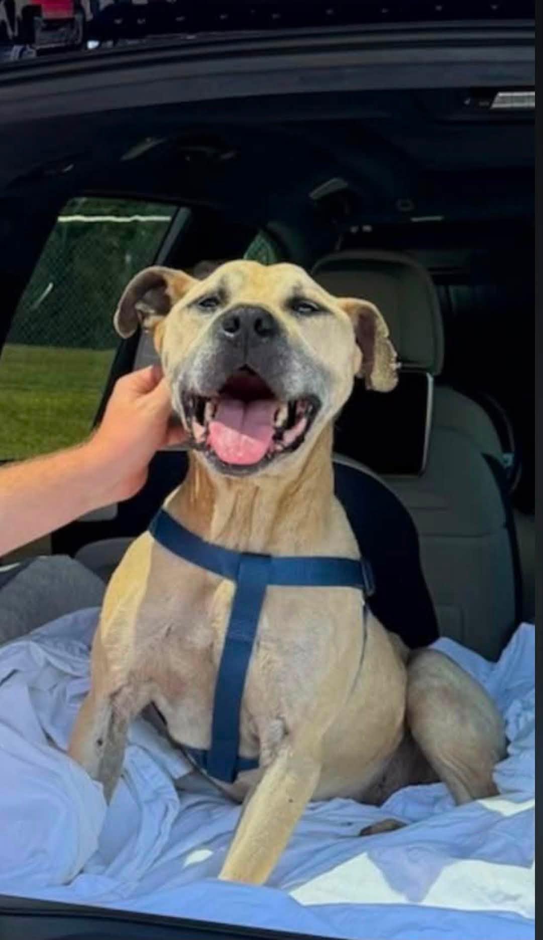 Happy, a ADOPTABLE mixed breed in Salisbury, NC image 1/4