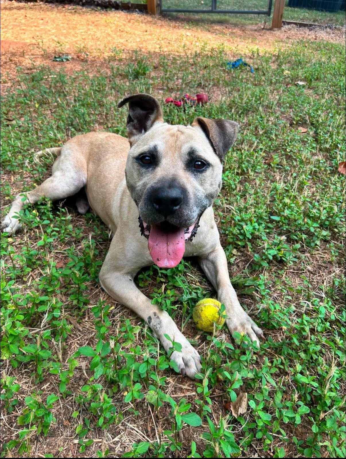 Happy, a ADOPTABLE mixed breed in Salisbury, NC image 2/4