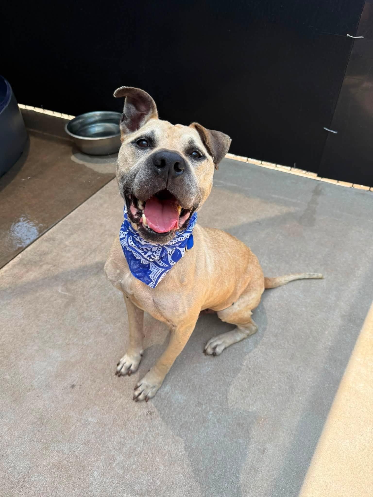 Happy, a ADOPTABLE mixed breed in Salisbury, NC image 3/4