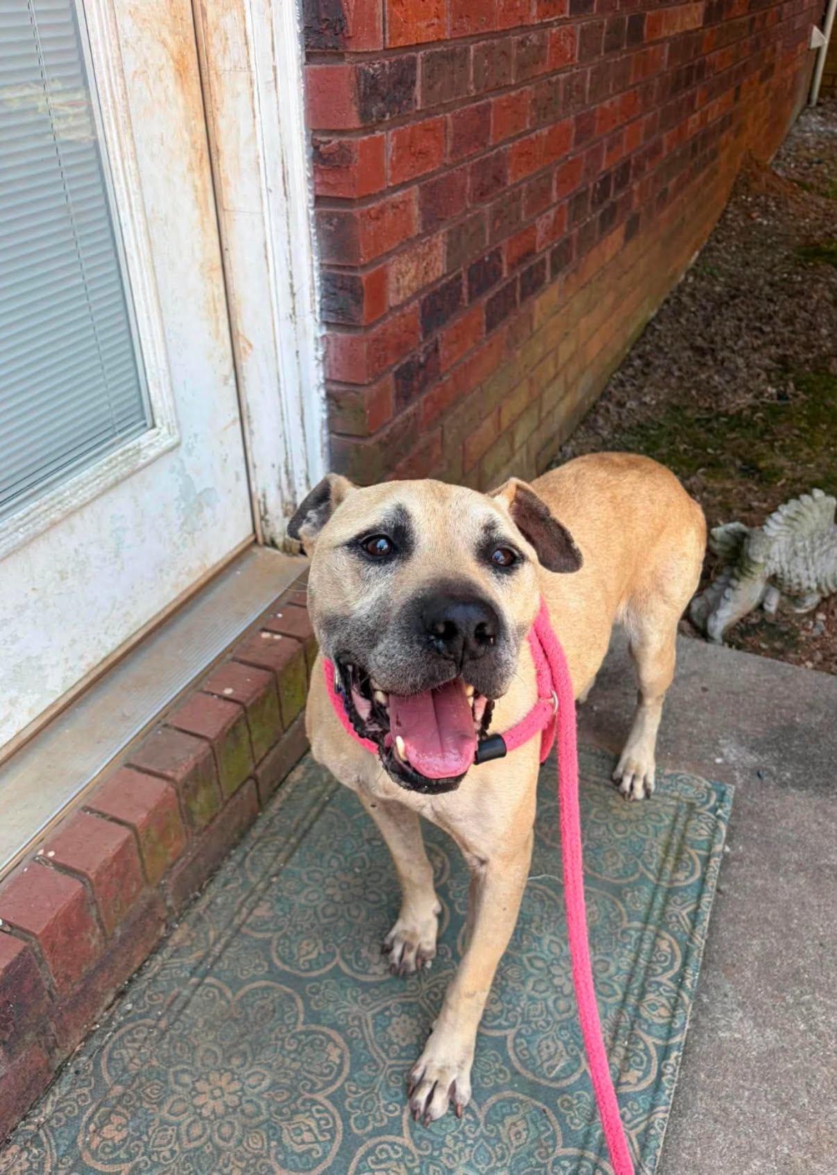 Happy, a ADOPTABLE mixed breed in Salisbury, NC image 4/4
