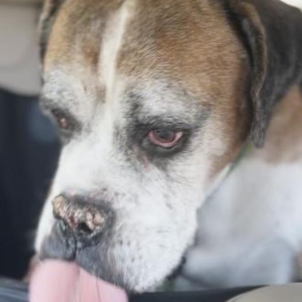 Sargent, a Adoptable Boxer in Pahrump, NV image 1/3