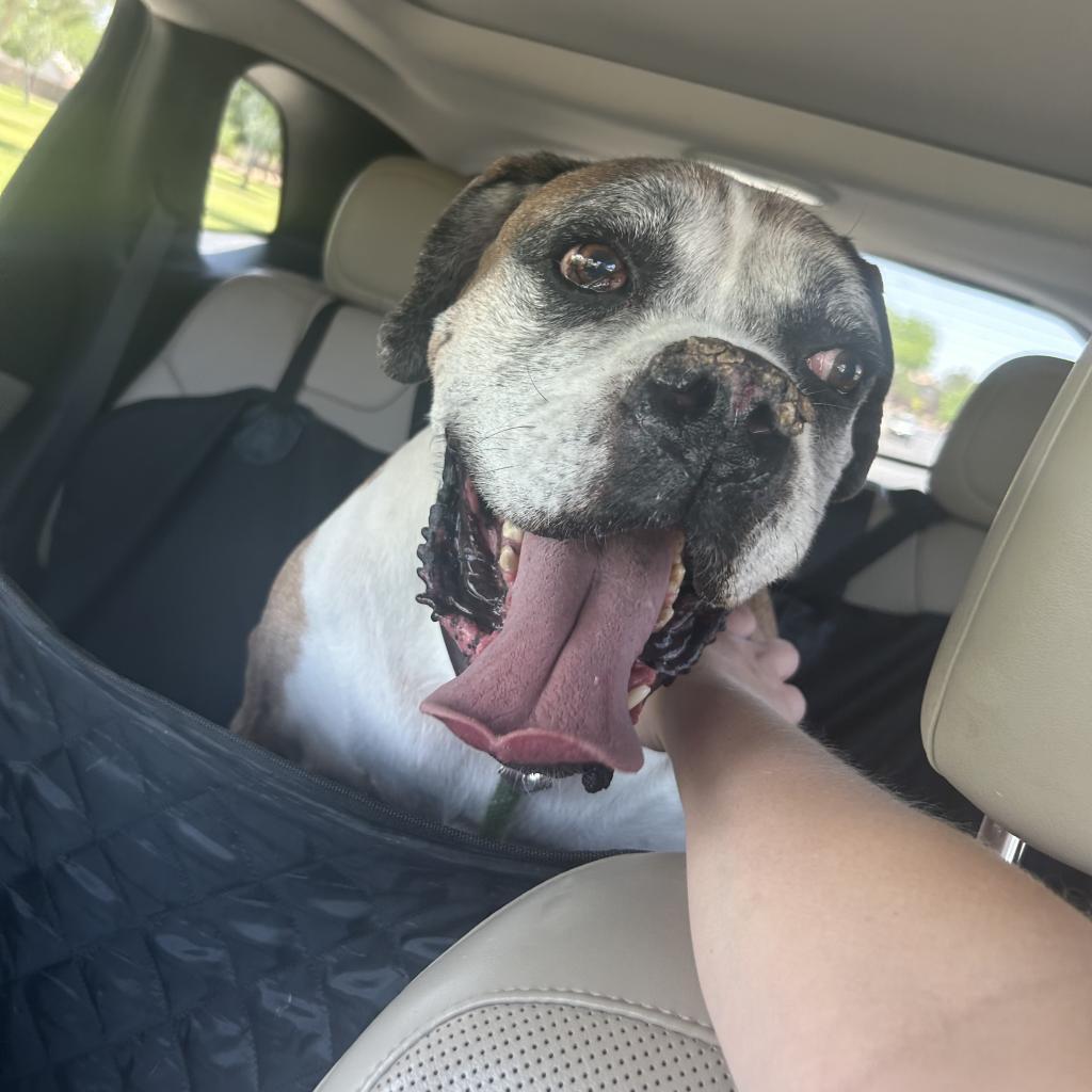 Sargent, a Adoptable Boxer in Pahrump, NV image 2/3