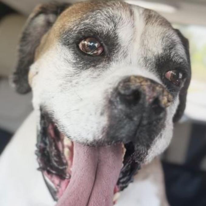 Sargent — thumbnail 3