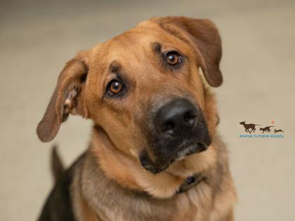 Turbo, Adoptable, Young Male German Shepherd Dog & Beagle.
