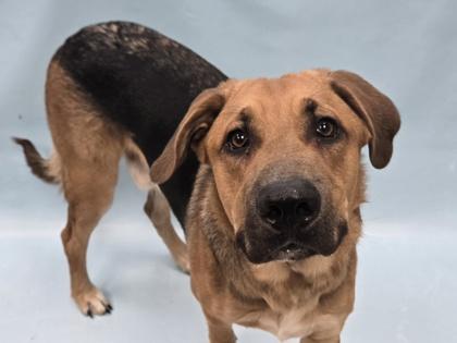 Enlarge Turbo, a Adoptable mixed breed in Coon Rapids, MN image 1/1