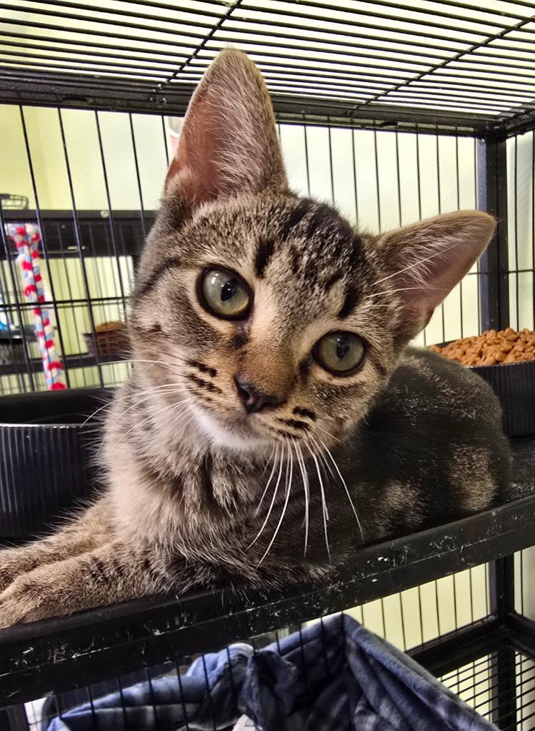 Lucette Kensack, Adoptable, Kitten Female Domestic Short Hair.