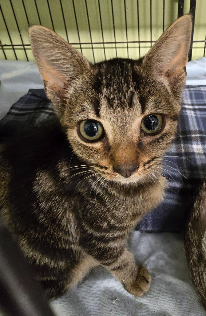 Enlarge Lucette Kensack, a Adoptable mixed breed in Auburn, IN image 2/2