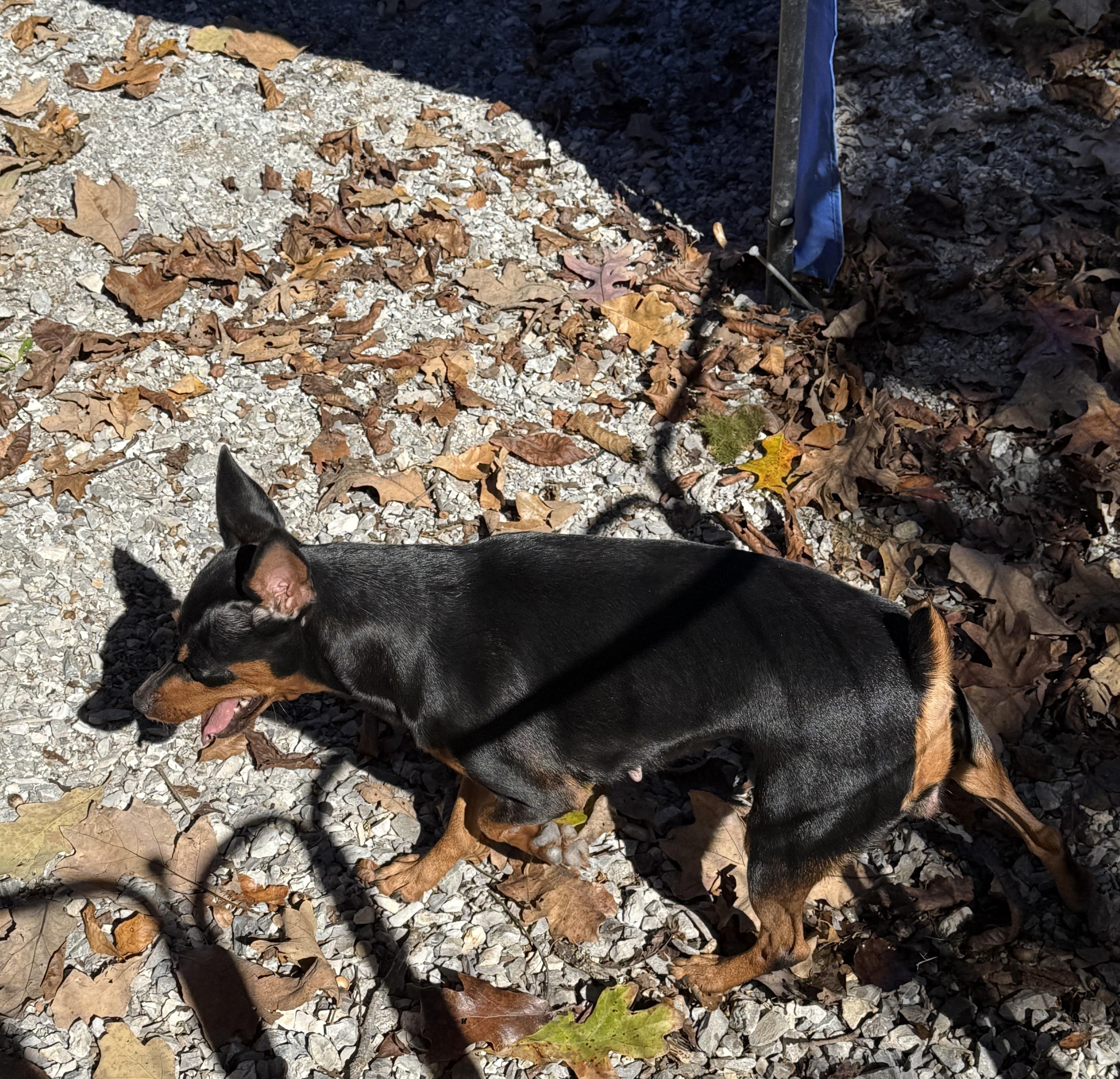 BABE, a ADOPTABLE Miniature Pinscher in Chicopee, MA image 4/4
