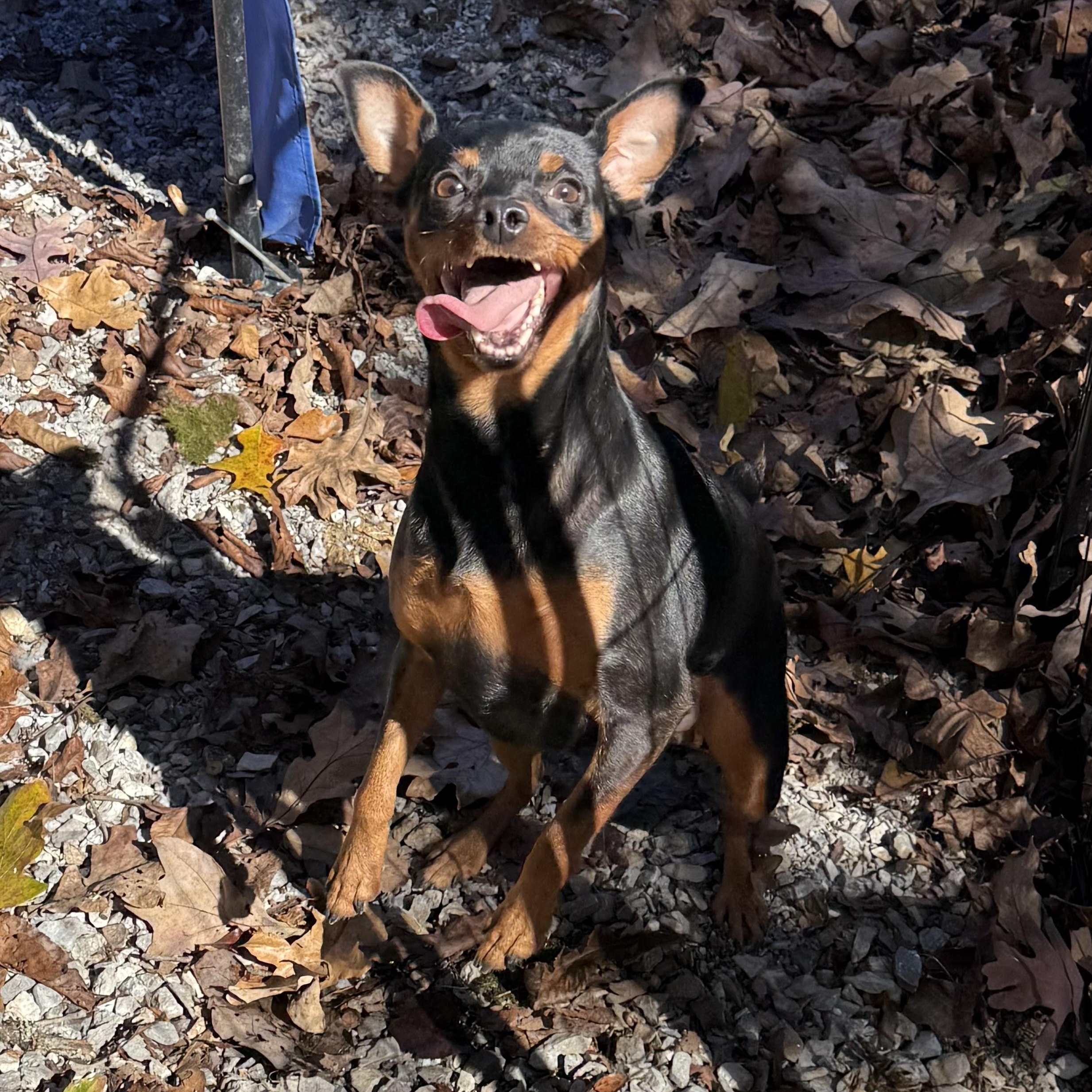 BABE, a ADOPTABLE Miniature Pinscher in Chicopee, MA image 3/4
