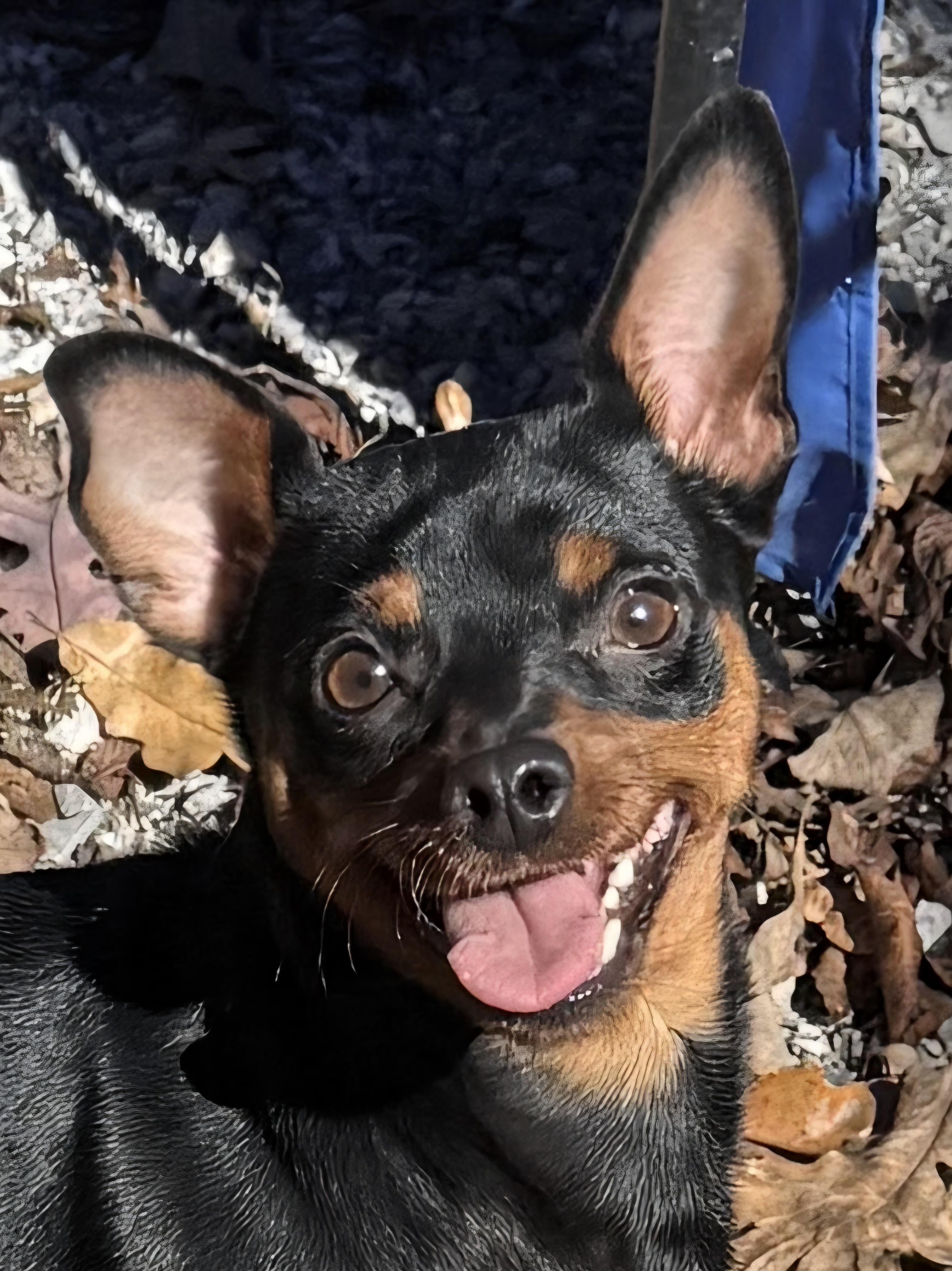 BABE, a ADOPTABLE Miniature Pinscher in Chicopee, MA image 1/4