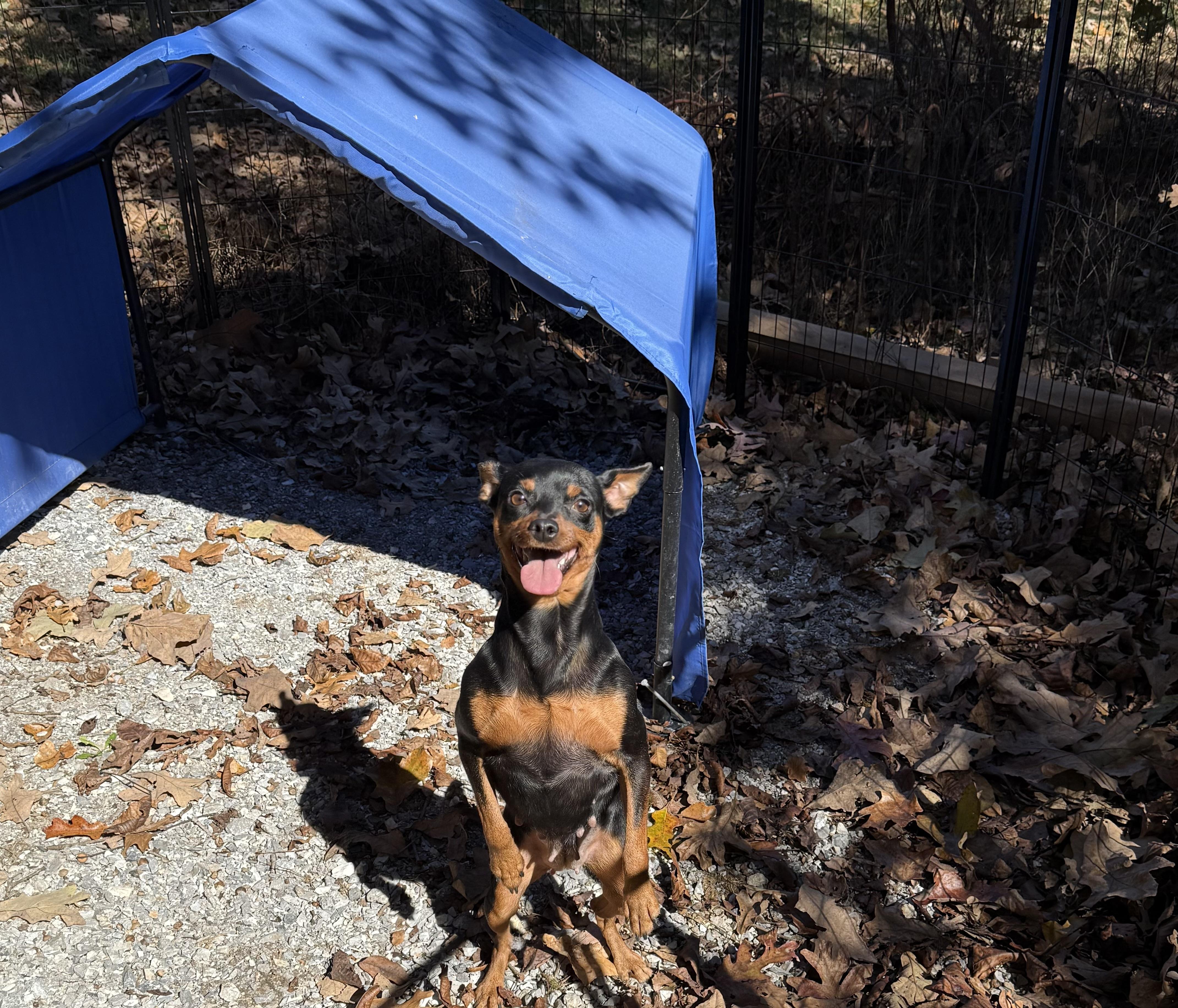 BABE, a ADOPTABLE Miniature Pinscher in Chicopee, MA image 2/4