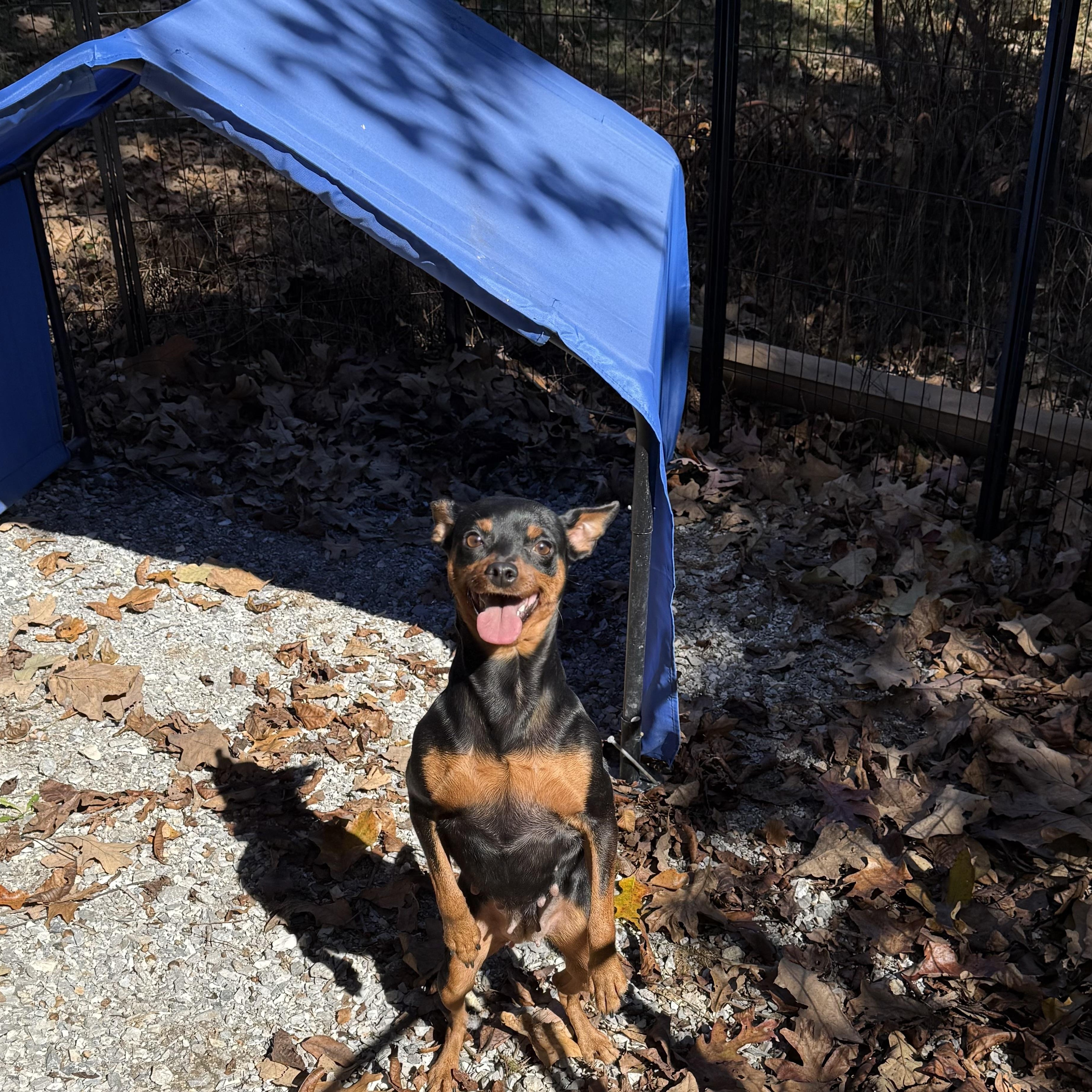 BABE, a ADOPTABLE Miniature Pinscher in Chicopee, MA image 1/4