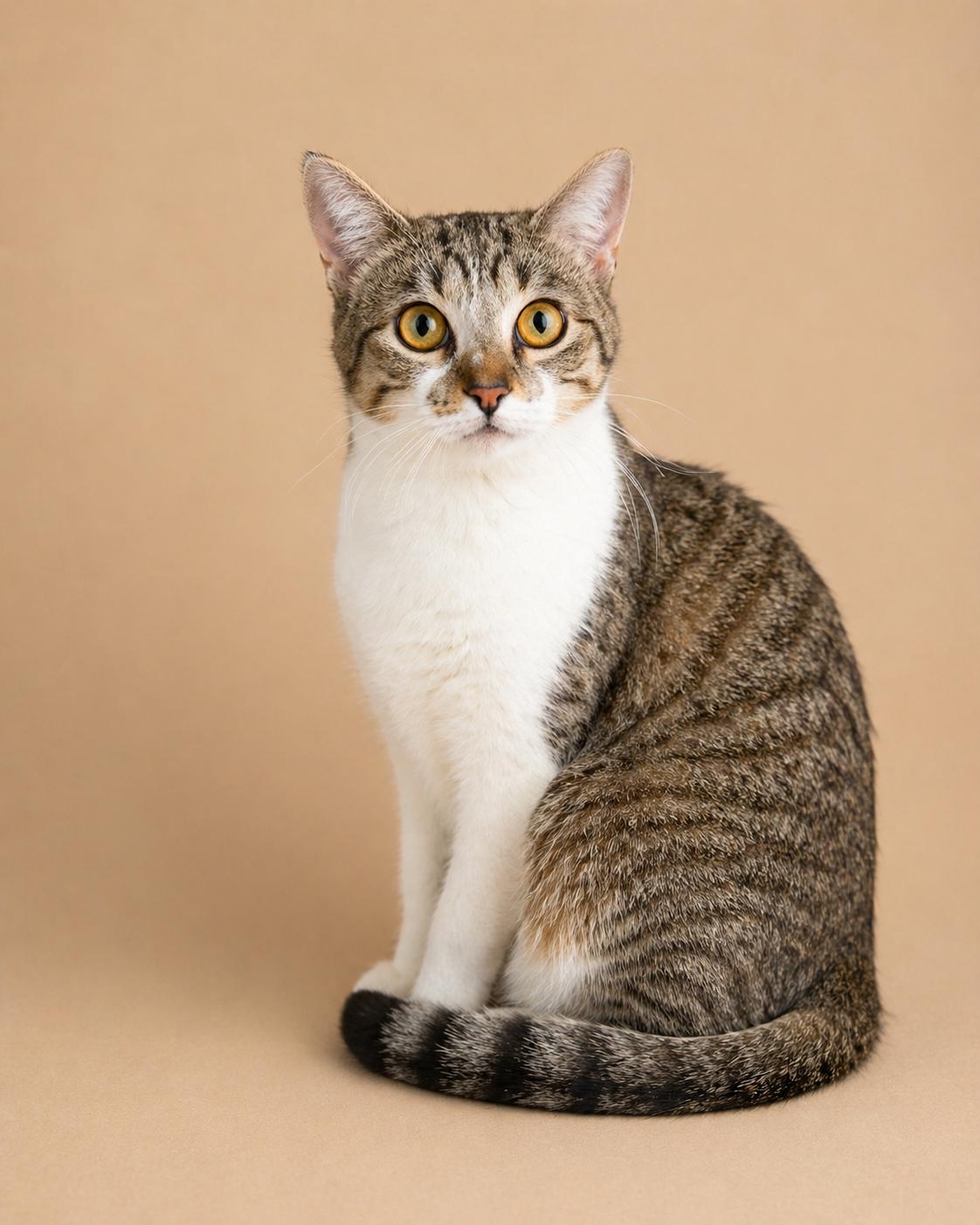 Enlarge Foster, a Adoptable mixed breed in Fort Worth, TX image 2/2