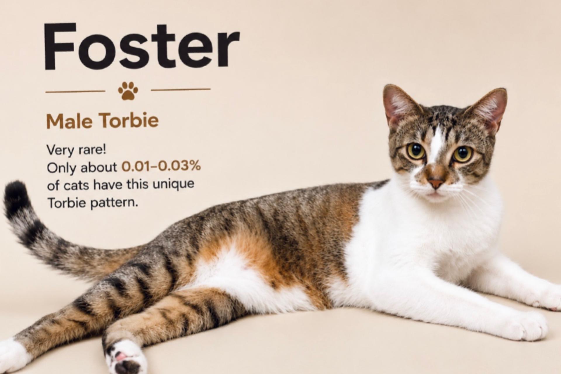 Enlarge Foster, a Adoptable mixed breed in Fort Worth, TX image 1/2