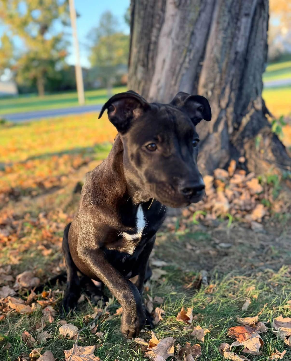 Baron Von Bark photo