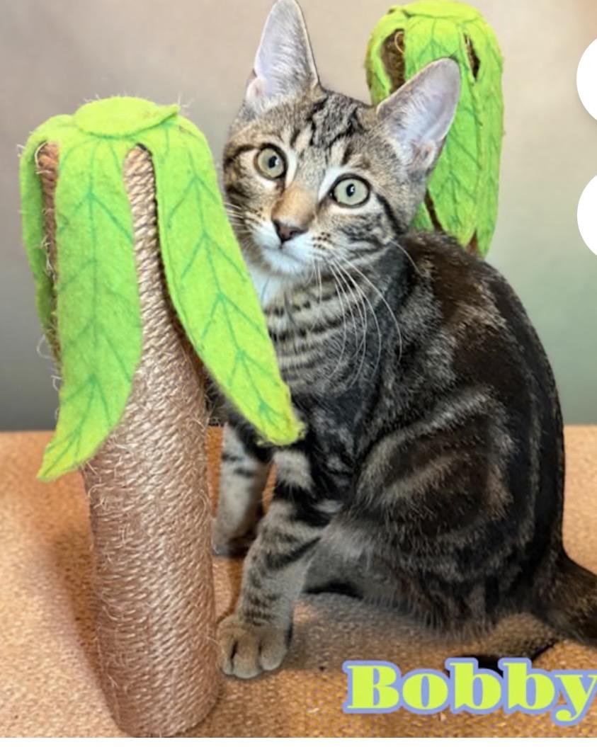 Enlarge Bobby, a Adoptable Domestic Short Hair in York, PA image 1/3