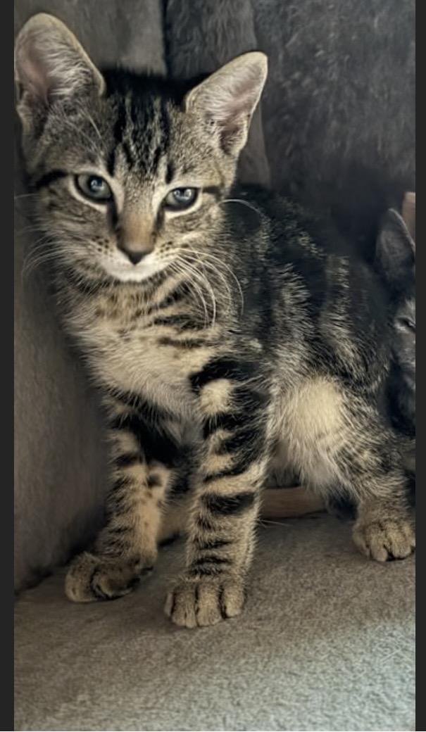 Enlarge Bobby, a Adoptable Domestic Short Hair in York, PA image 3/3