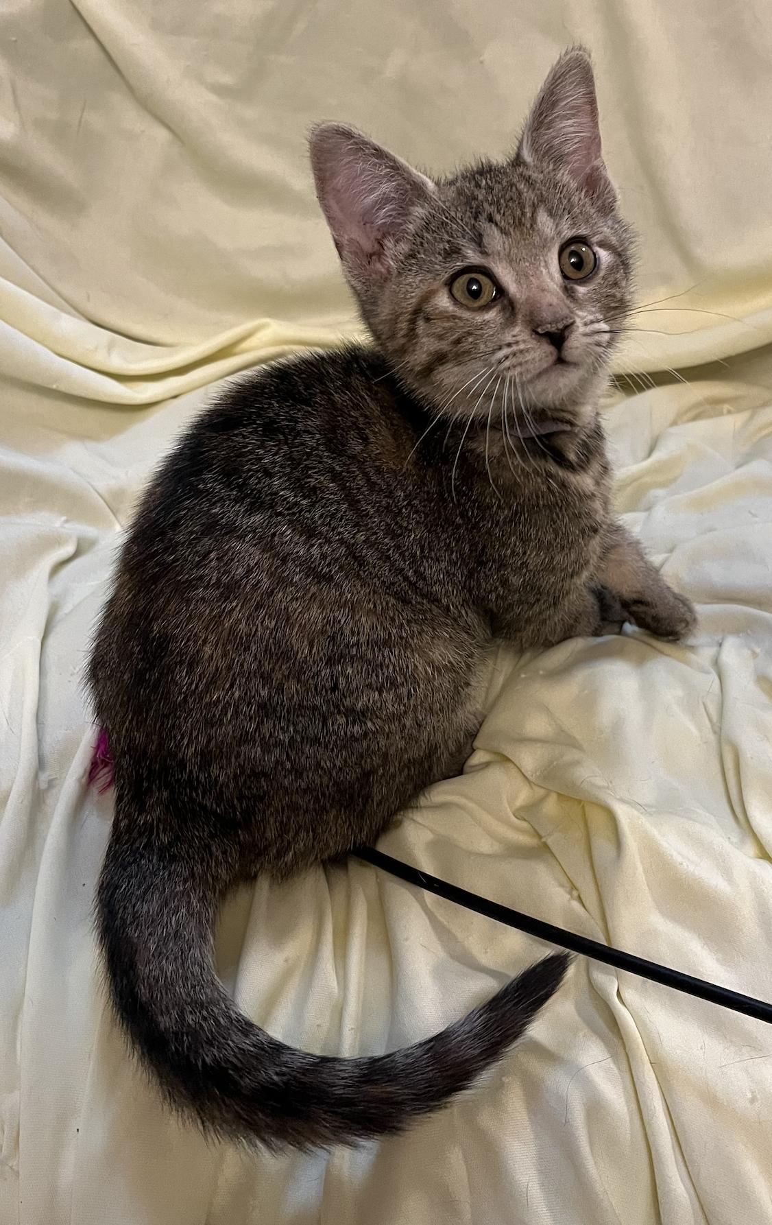 Enlarge Lavender Brown, an adopted Domestic Short Hair in Connelly Springs, NC image 5/5