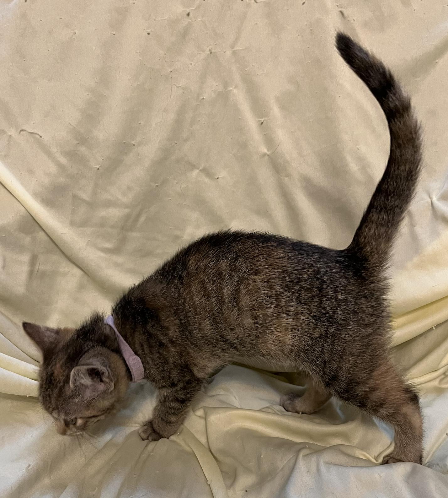 Enlarge Lavender Brown, an adopted Domestic Short Hair in Connelly Springs, NC image 2/5