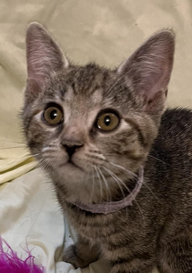 Lavender Brown, adopted, Kitten Female Domestic Short Hair.