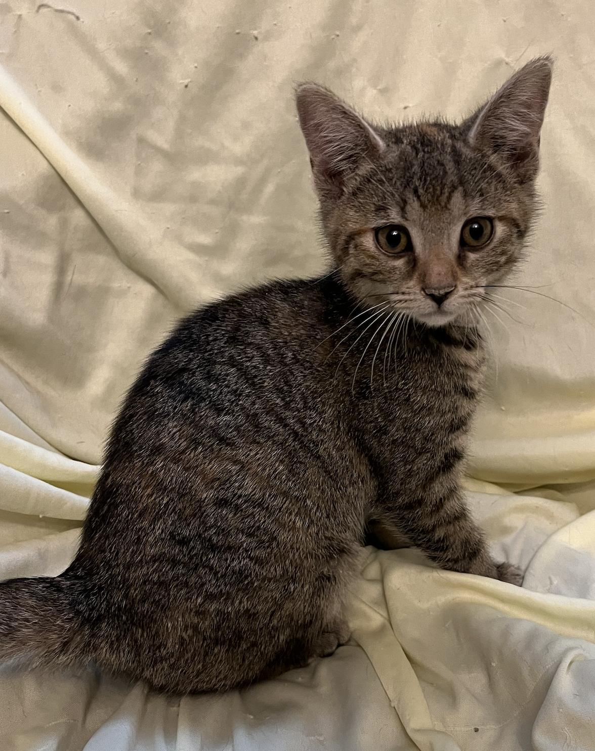 Enlarge Lavender Brown, an adopted Domestic Short Hair in Connelly Springs, NC image 4/5