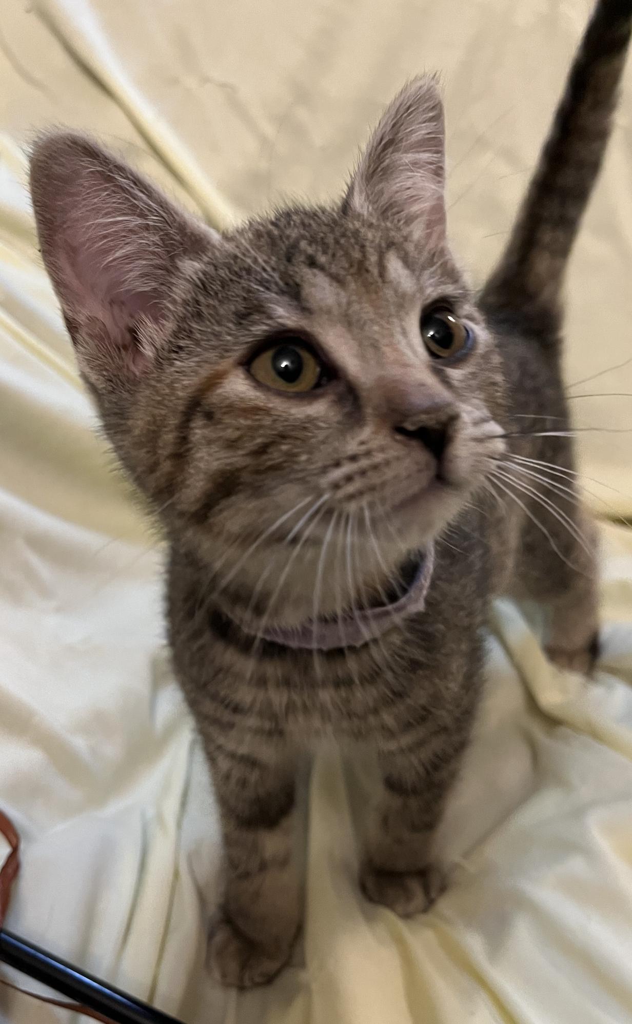 Enlarge Lavender Brown, an adopted Domestic Short Hair in Connelly Springs, NC image 3/5