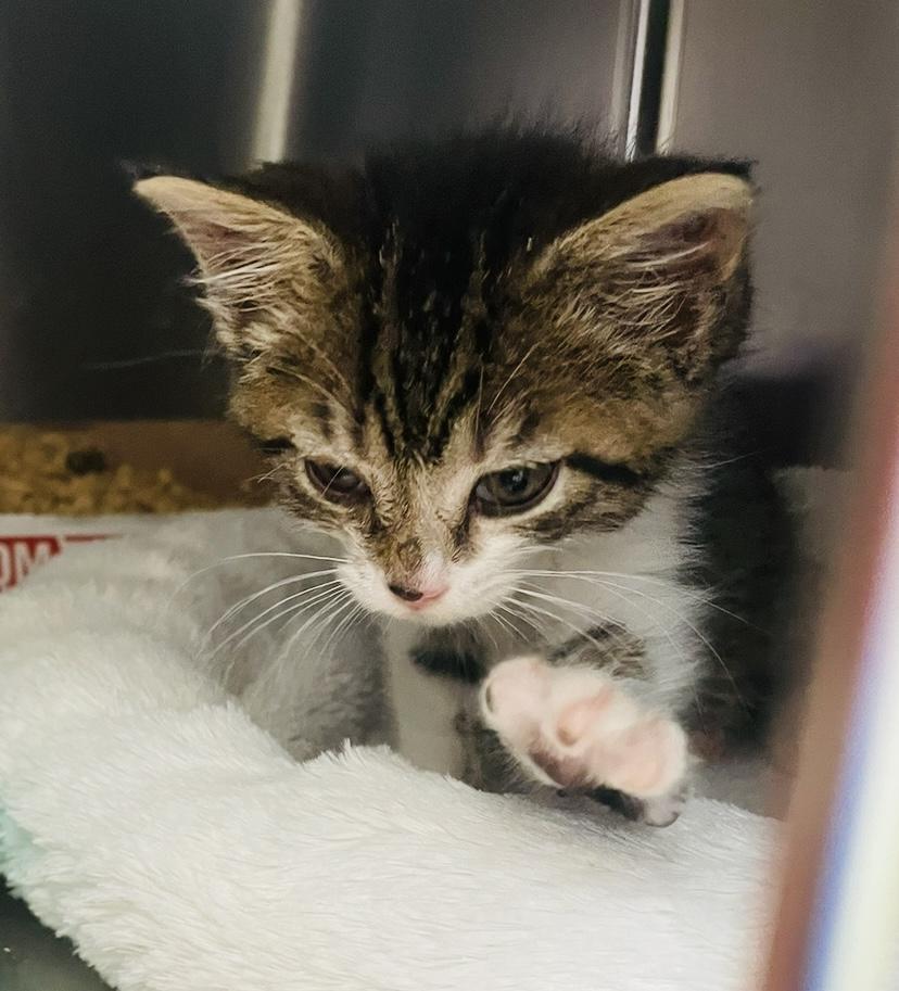 Enlarge Evelyn, a ADOPTABLE Domestic Short Hair in Cincinnati, OH image 5/6