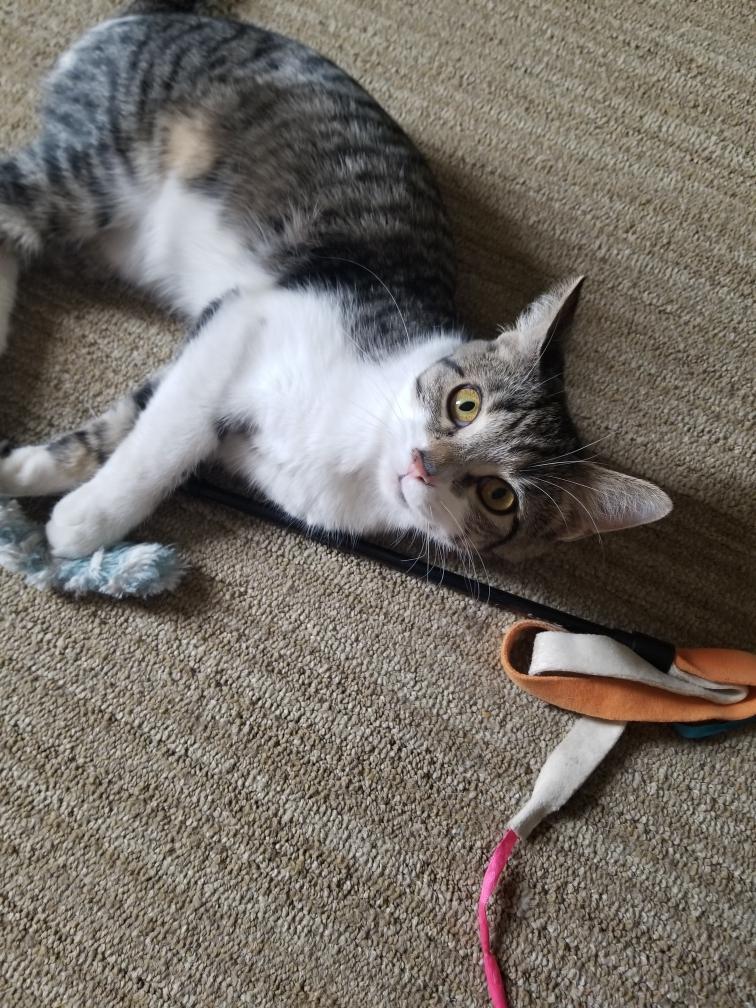Enlarge Evelyn, a ADOPTABLE Domestic Short Hair in Cincinnati, OH image 2/6
