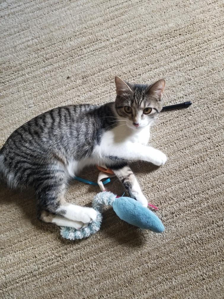 Evelyn, ADOPTABLE, Kitten Female Domestic Short Hair.