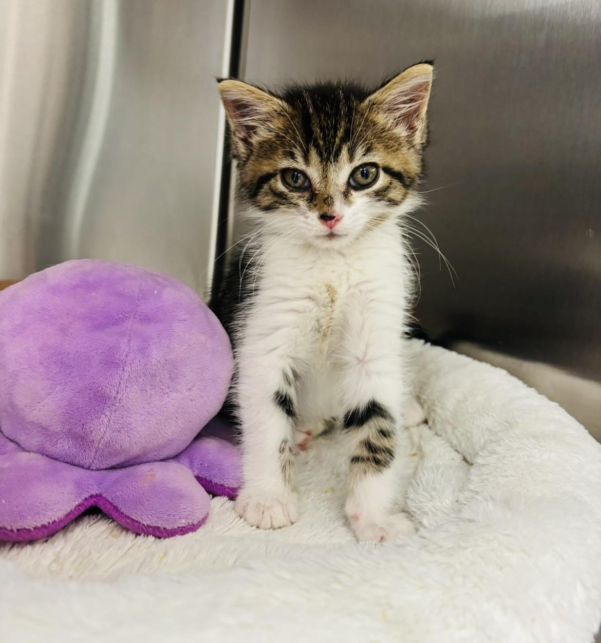 Enlarge Evelyn, a ADOPTABLE Domestic Short Hair in Cincinnati, OH image 4/6