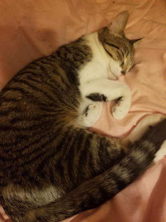 Enlarge Evelyn, a ADOPTABLE Domestic Short Hair in Cincinnati, OH image 3/6