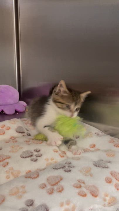 Enlarge Evelyn, a ADOPTABLE Domestic Short Hair in Cincinnati, OH video 6/6