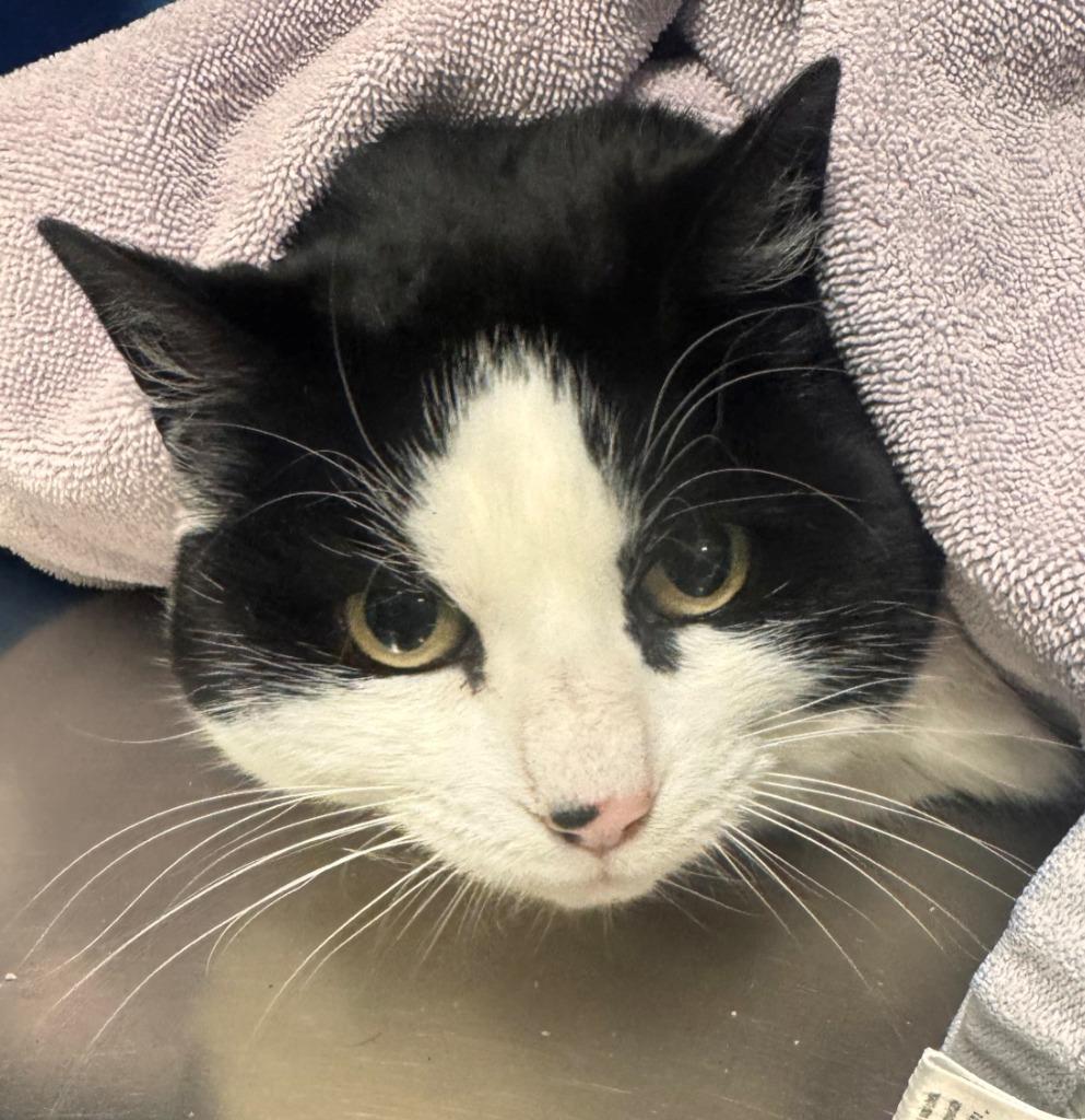 Enlarge Oreo, a Adoptable mixed breed in Kenai, AK image 1/1