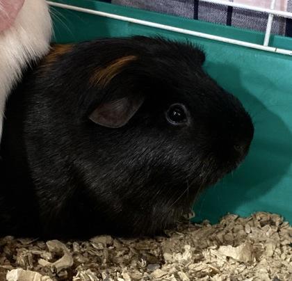 Sir Shelley, Adoptable, Adult Male Guinea Pig & Guinea Pig.