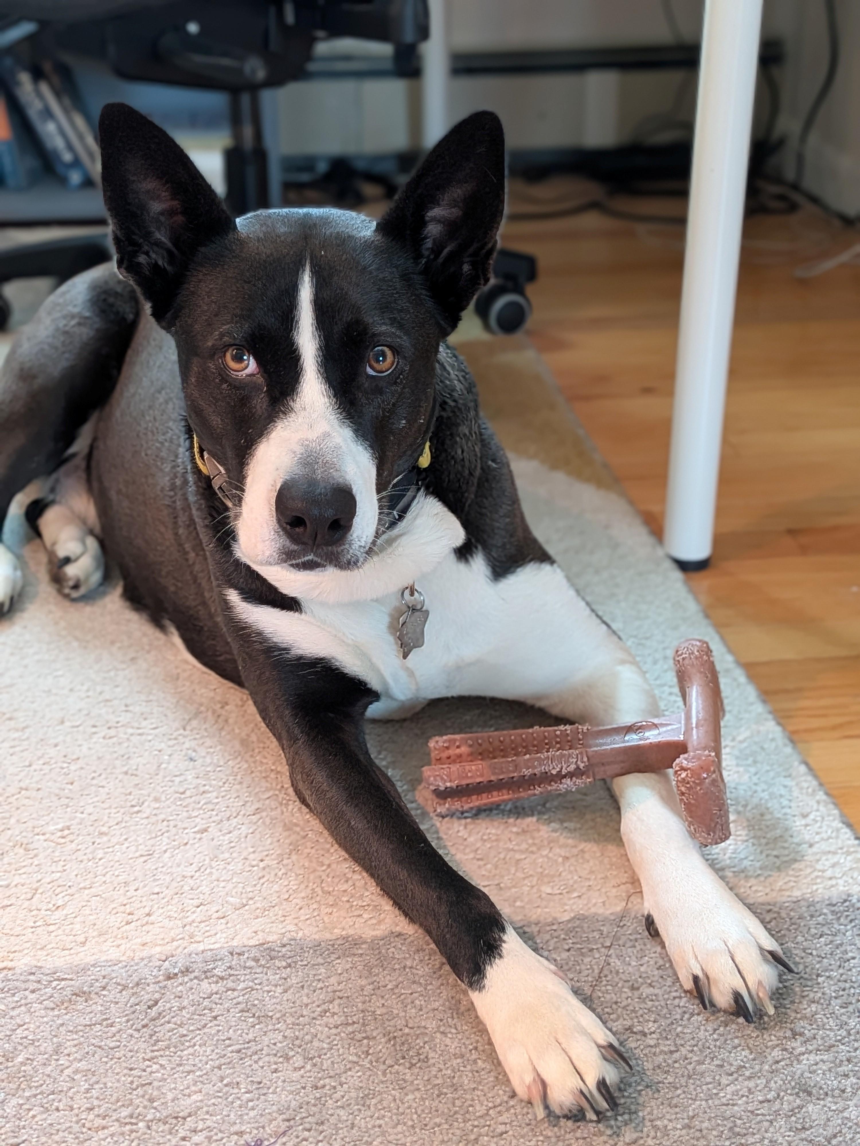 Enlarge Odali, a Adoptable mixed breed in Andover, MA image 4/6