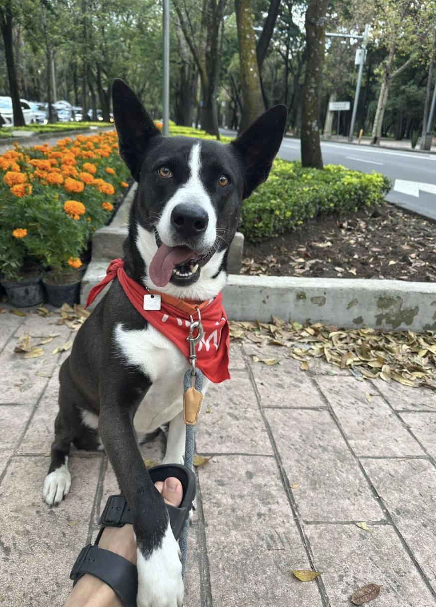 Enlarge Odali, a Adoptable mixed breed in Andover, MA image 1/6