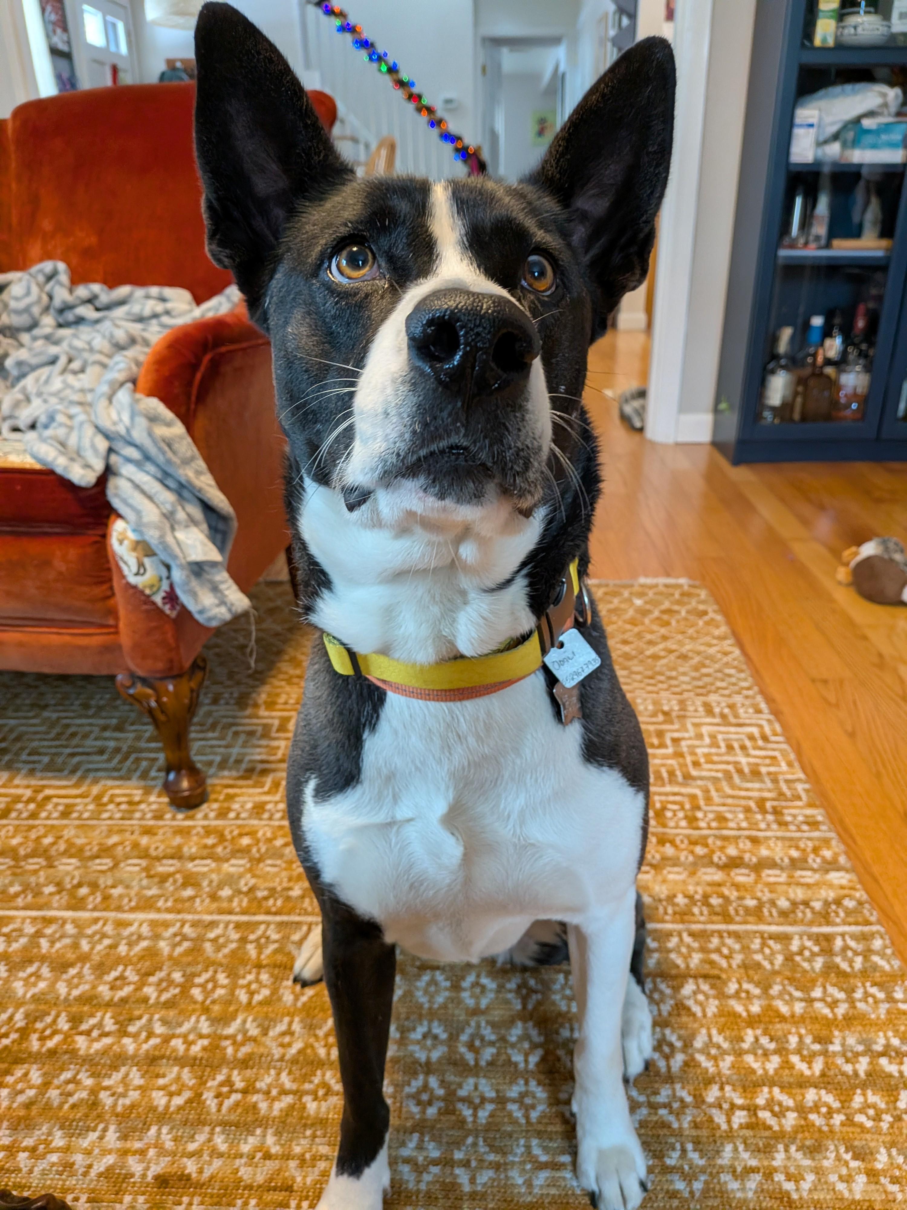 Enlarge Odali, a Adoptable mixed breed in Andover, MA image 3/6