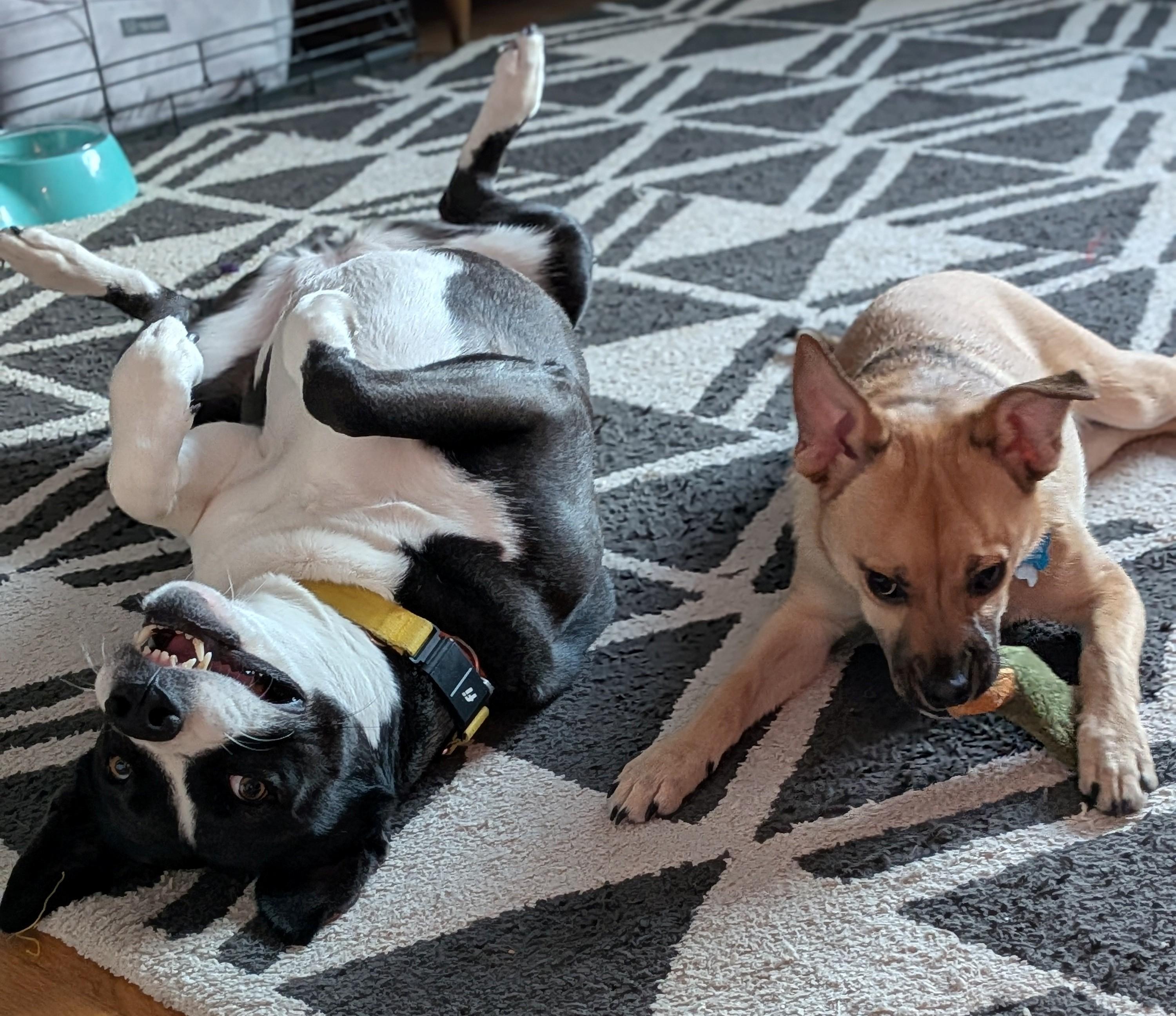 Enlarge Odali, a Adoptable mixed breed in Andover, MA image 6/6