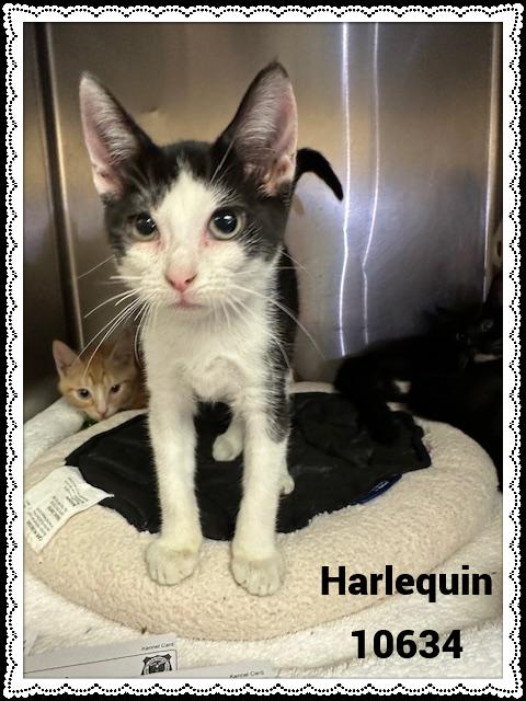 HARLEQUIN