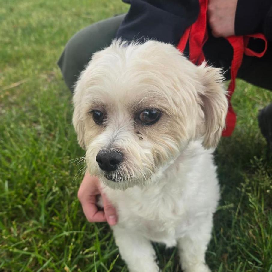 Simon, Adoptable, Adult Male Shih Tzu.