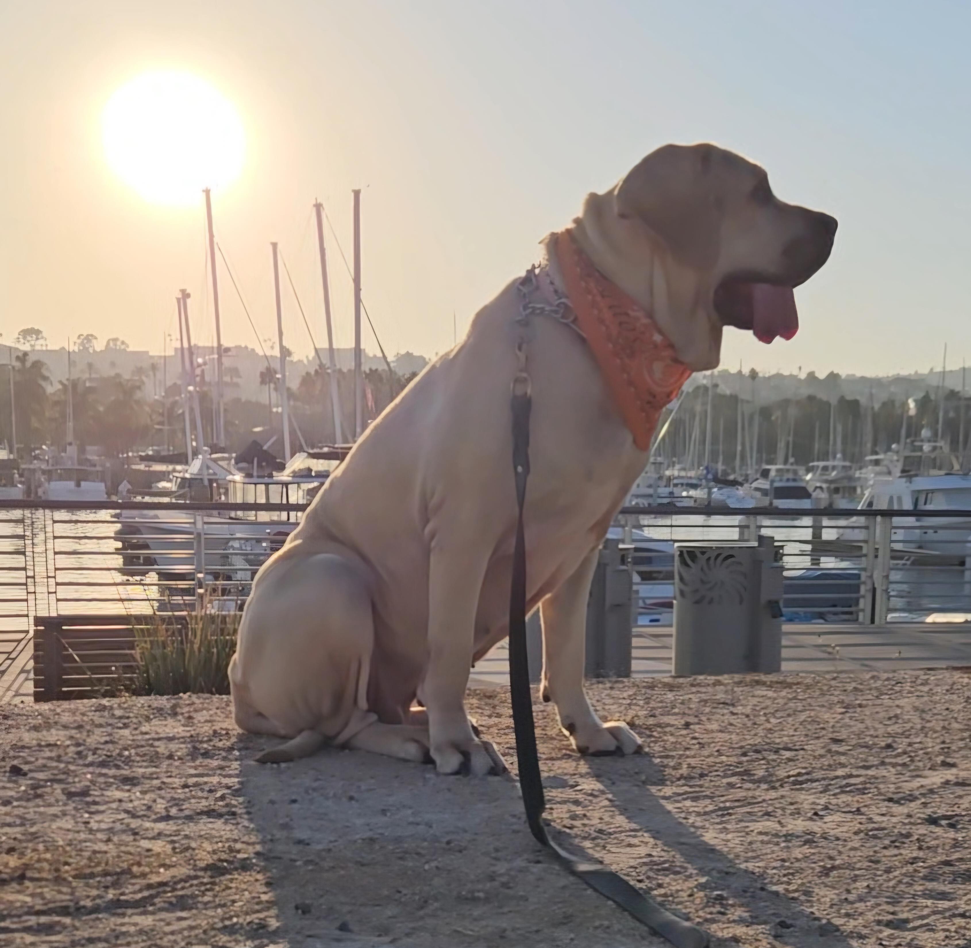 Babe the Fila, a Adoptable Fila Brasileiro in Hermosa Beach, CA image 1/5