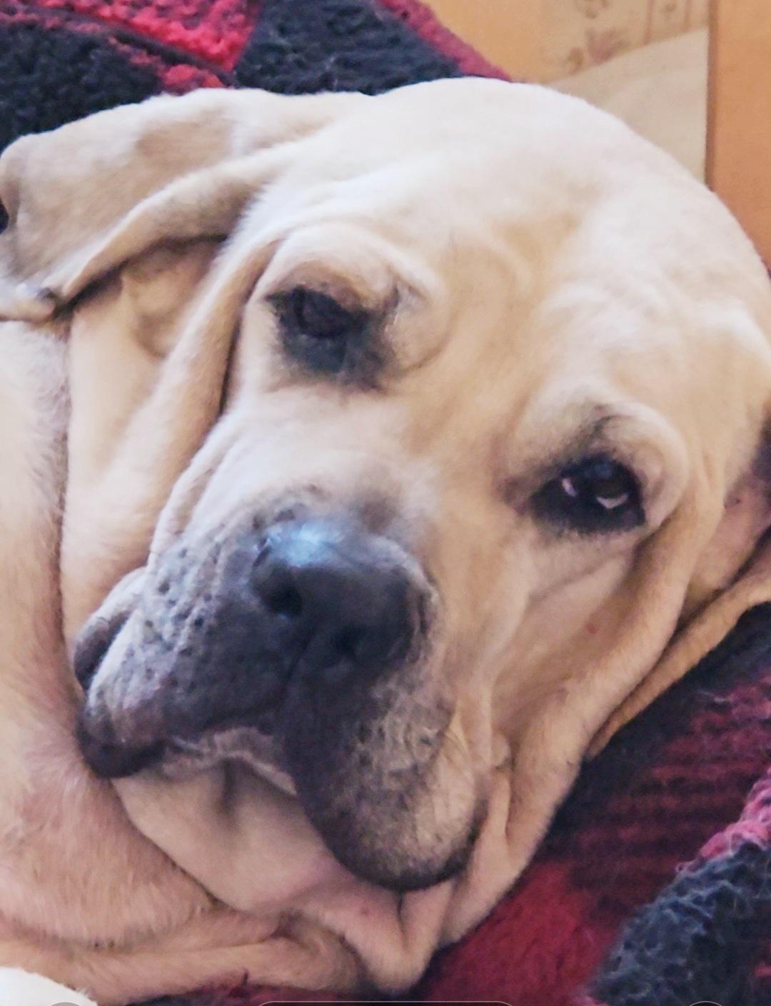 Babe the Fila, Adoptable, Adult Female Fila Brasileiro.